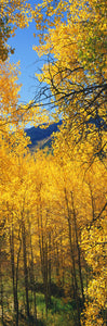 Aspen trees in autumn, Colorado, USA
