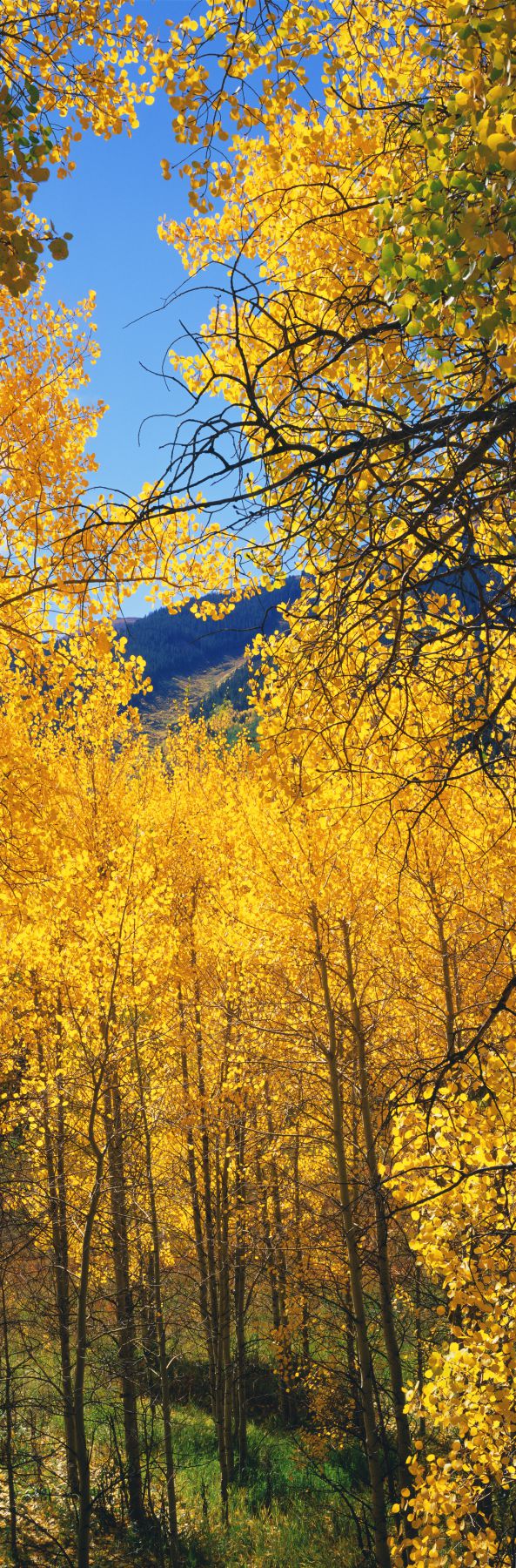Aspen trees in autumn, Colorado, USA