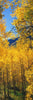 Aspen trees in autumn, Colorado, USA