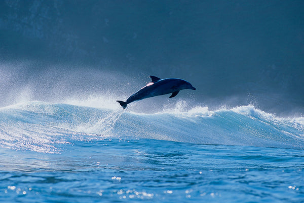 Common dolphin breaching in the sea