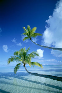 Palm trees bending over the sea