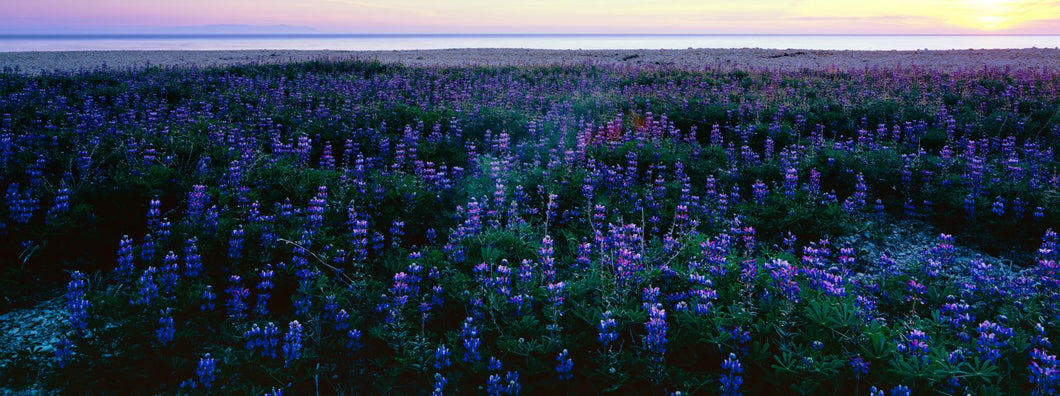 Wildflowers at the coast, Portuguese Bend, Palos Verdes, California, USA