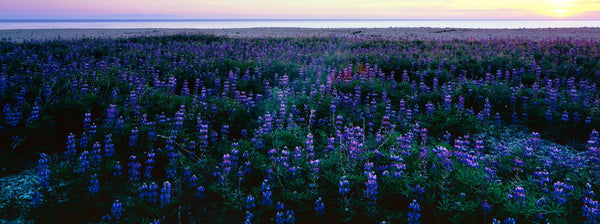 Wildflowers at the coast, Portuguese Bend, Palos Verdes, California, USA