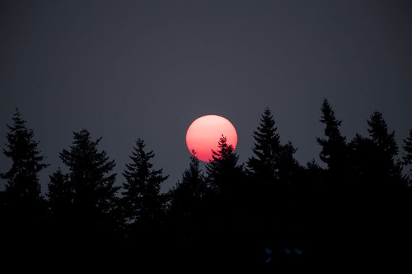 Silhouette of trees at sunset, Bainbridge Island, Kitsap County, Washington State, USA