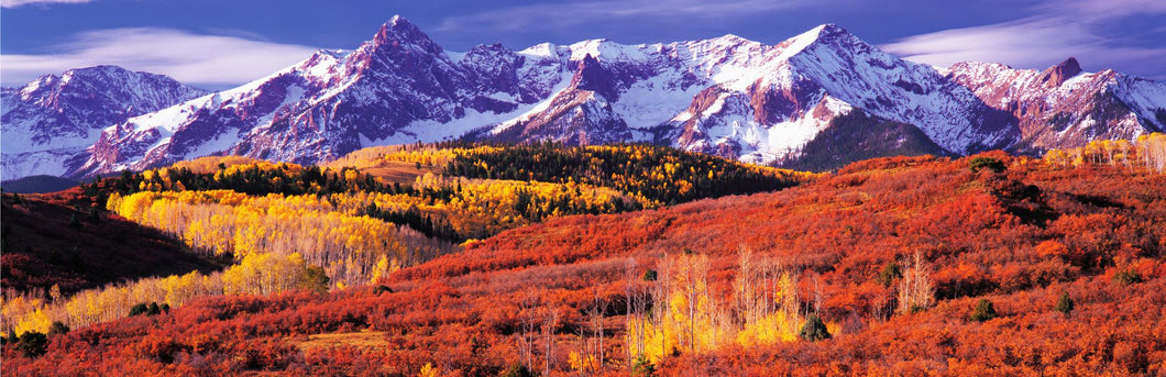 Forest in autumn with snow covered mountains in the background, Telluride, San Miguel County, Colorado, USA