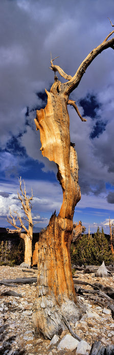 Bristlecone pine trees (Pinus longaeva) on a landscape, White Mountain, California, USA