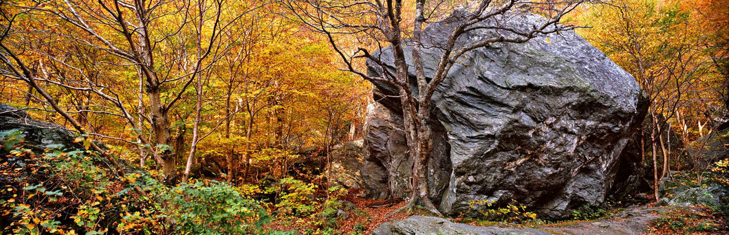 Big boulder in a forest, Stowe, Lamoille County, Vermont, USA