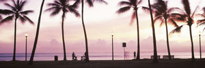 Palm trees on the beach, Waikiki, Honolulu, Oahu, Hawaii, USA