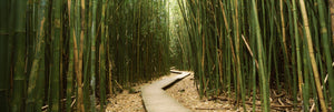 Bamboo forest, Oheo Gulch, Seven Sacred Pools, Hana, Maui, Hawaii, USA