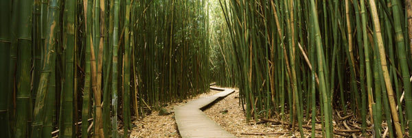 Bamboo forest, Oheo Gulch, Seven Sacred Pools, Hana, Maui, Hawaii, USA