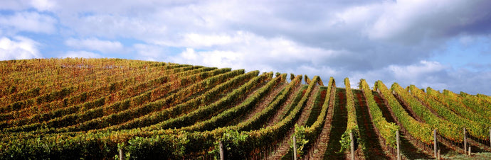 Vineyard, Napa Valley, California, USA