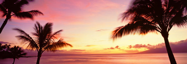 Silhouette of palm trees, Oahu, Hawaii, USA