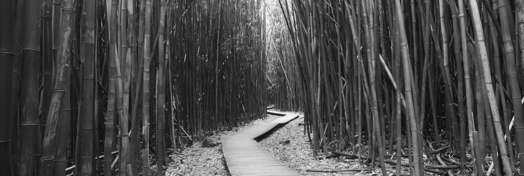 Bamboo forest, Oheo Gulch, Seven Sacred Pools, Hana, Maui, Hawaii, USA