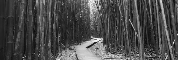 Bamboo forest, Oheo Gulch, Seven Sacred Pools, Hana, Maui, Hawaii, USA