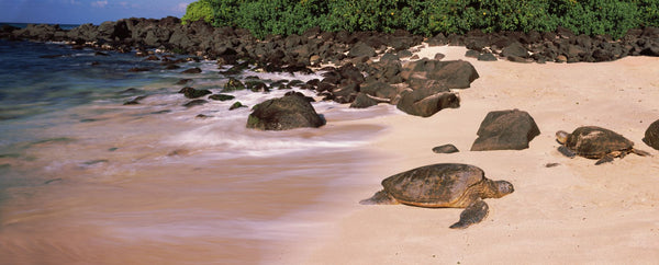 Turtles on the beach, Oahu, Hawaii, USA