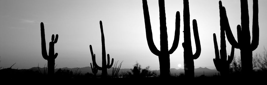 Silhouette of Saguaro cacti (Carnegiea gigantea) on a landscape, Saguaro National Park, Tucson, Pima County, Arizona, USA