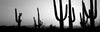 Silhouette of Saguaro cacti (Carnegiea gigantea) on a landscape, Saguaro National Park, Tucson, Pima County, Arizona, USA