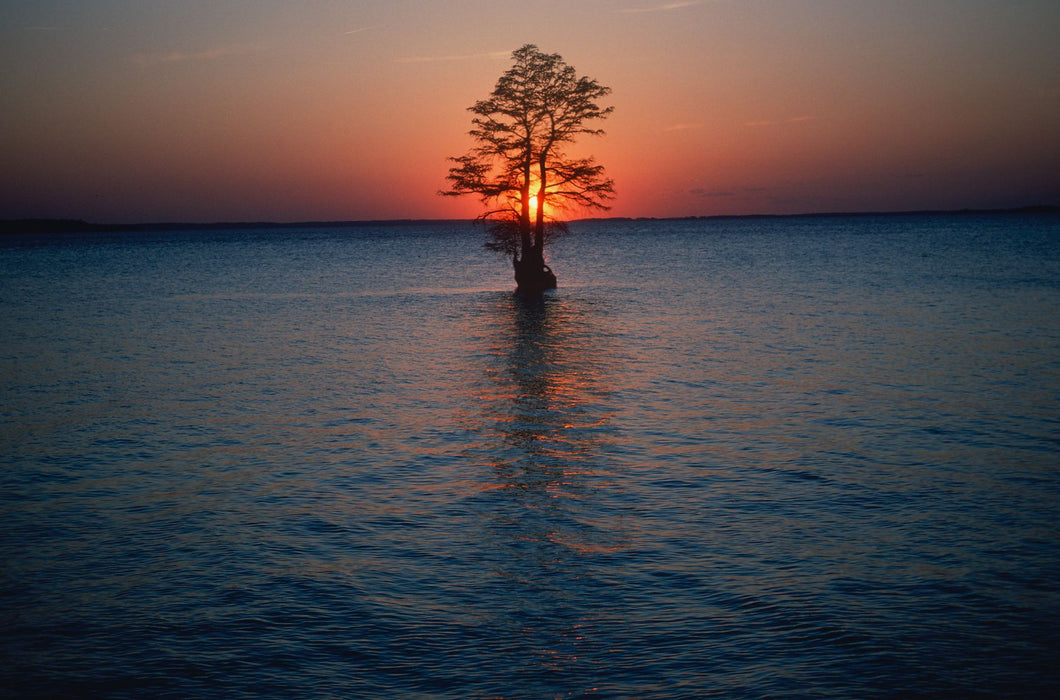 Solitary tree in the James River at sunset, Jamestown, Virginia