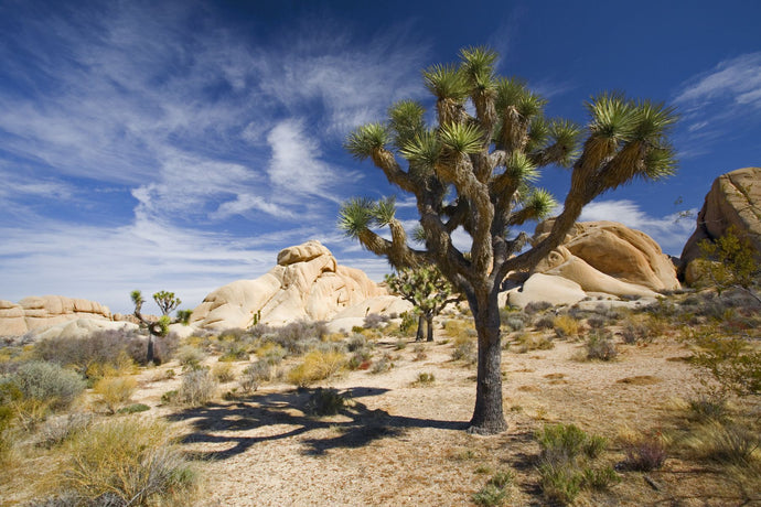 Joshua Tree With Shadow