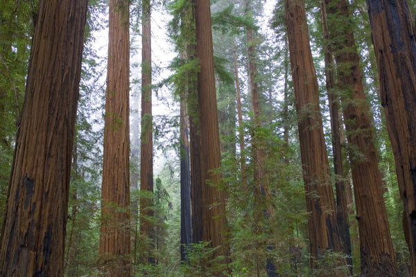 Redwood Trees