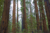Redwood Trees