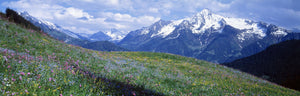 Wildflowers Along Mountainside, Zillertaler, Austria
