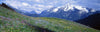 Wildflowers Along Mountainside, Zillertaler, Austria