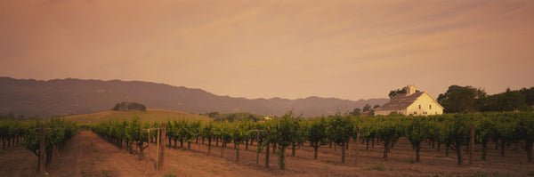 Trees In A Vineyards, Napa Valley, California, USA