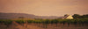 Trees In A Vineyards, Napa Valley, California, USA