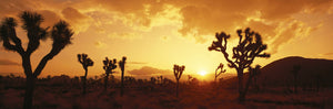 Sunset, Joshua Tree Park, California, USA