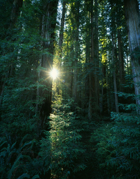 Low angle view of sunstar through redwood trees, Jedediah Smith Redwoods State Park, California, USA.
