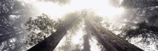 Low angle view of Redwood trees in a forest, Redwood National Forest, California, USA