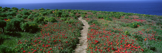 Ice Plants and Coreopsis in Springtime, Channel Islands, California