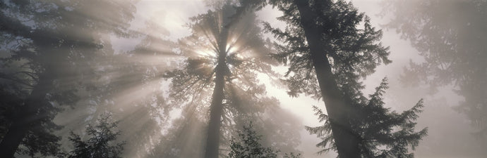 Trees Redwood National Park, California, USA