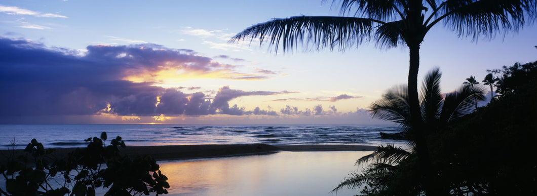 Palm tree on the beach, Wailua Bay, Kauai, Hawaii, USA