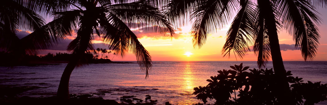 Palm trees on the coast, Kohala Coast, Big Island, Hawaii, USA