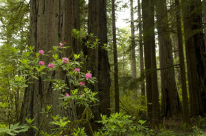 Redwood trees and rhododendron flowers in a forest, Del Norte Coast Redwoods State Park, Del Norte County, California, USA