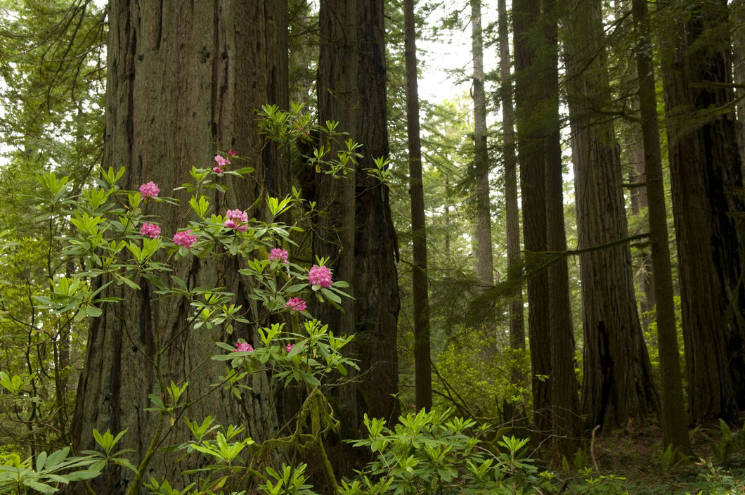 Redwood trees and rhododendron flowers in a forest, Del Norte Coast Redwoods State Park, Del Norte County, California, USA