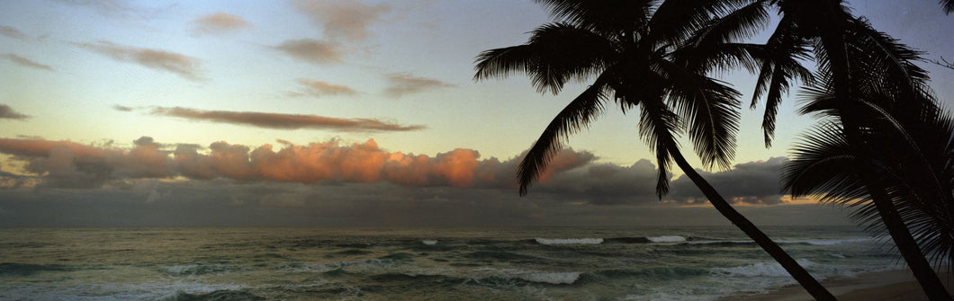 Palm trees on the beach, Hawaii, USA