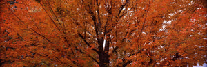 Maple tree in autumn, Vermont, USA