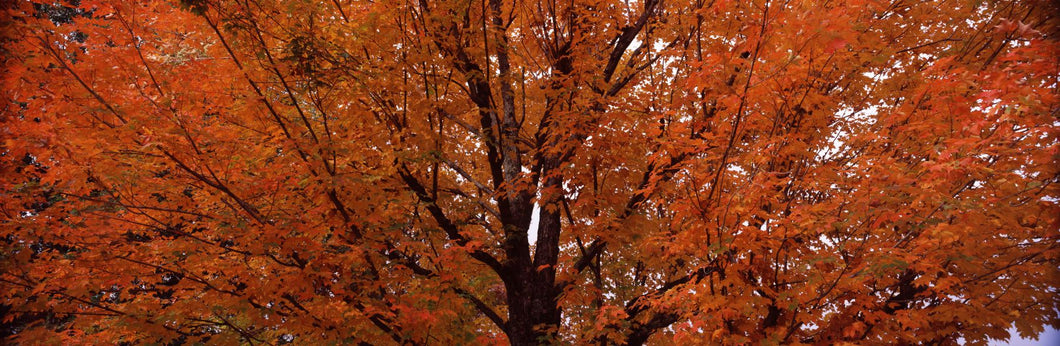 Maple tree in autumn, Vermont, USA