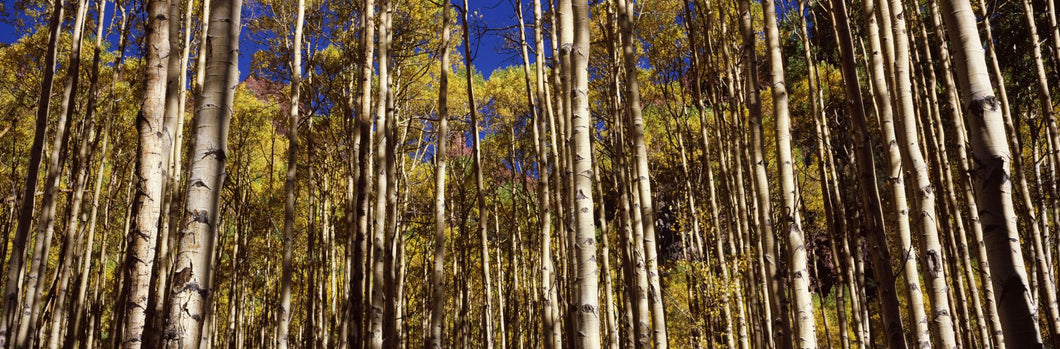 Aspen trees in autumn, Colorado, USA