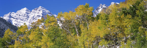 Forest with snowcapped mountains in the background, Maroon Bells, Aspen, Pitkin County, Colorado, USA