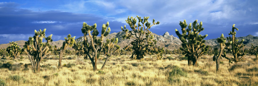 Joshua trees in the Mojave National Preserve, Mojave Desert, San Bernardino County, California, USA