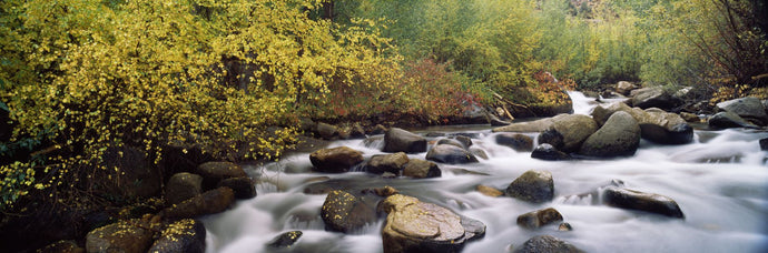River passing through a forest, Inyo County, California, USA