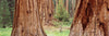 Sapling among full grown Sequoias, Sequoia National Park, California, USA