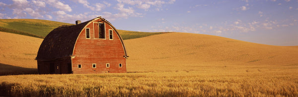 Old barn in a wheat field, Palouse, Whitman County, Washington State, USA