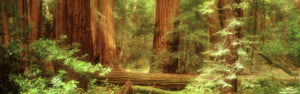 Muir Woods, Trees, National Park, Redwoods, California