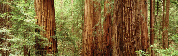 Redwoods Muir Woods CA USA