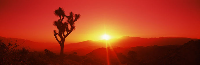 Silhouette of a Joshua tree at dusk, Joshua Tree National Park, California, USA